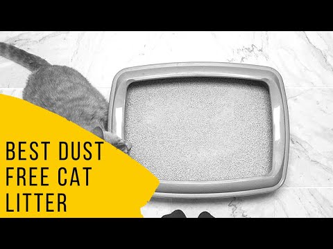 Best Dust Free Cat Litter