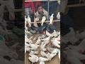 Sehzad Bhai Loni Pets Market Shorts Pigeon Kabutar Pigeons Kabootar