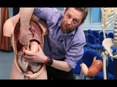 Blood supply to the stomach, the coeliac trunk (anatomy)
