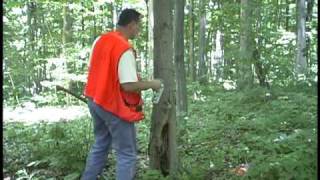 preview picture of video 'Pike Lumber Forestry Management'