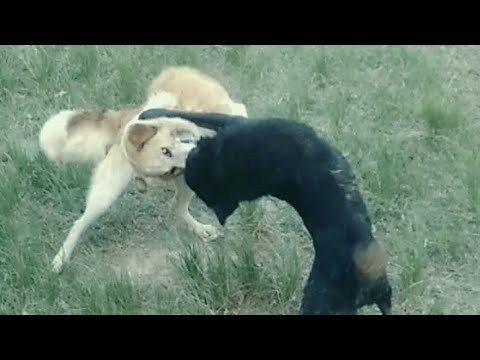 Bloody dog fight!