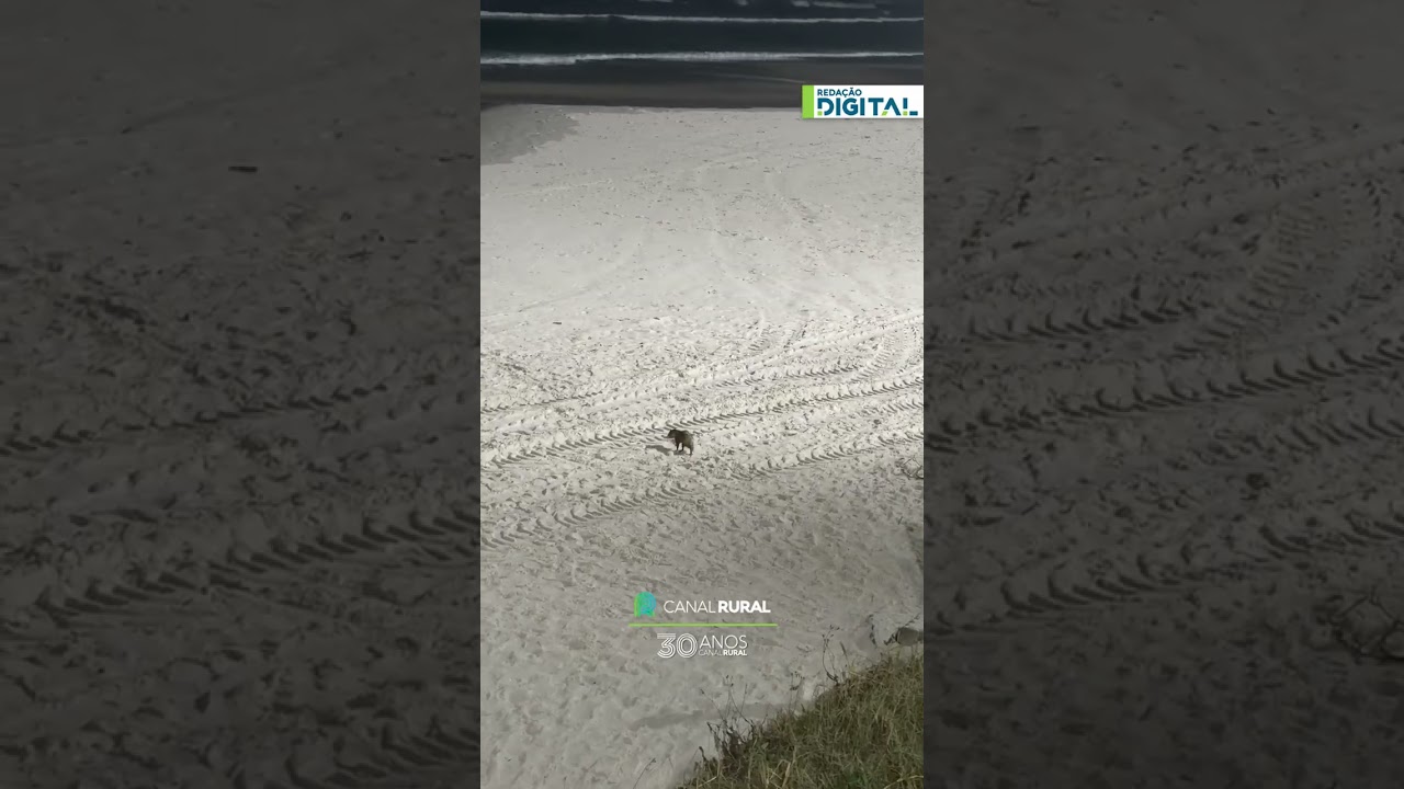 Gambá de tamanho impressionante é flagrado durante a noite na Praia do Forte