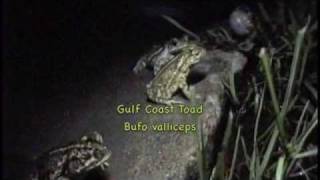 Texas frogs and toads calling at night!