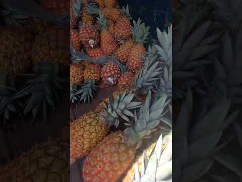 abacaxi na feira #frutas #brejao#pernambuco #brasil