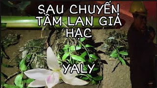preview picture of video 'Trở Về Sau Một Chuyến Tầm Lan Giả Hạc || Thủy Điện Yaly'