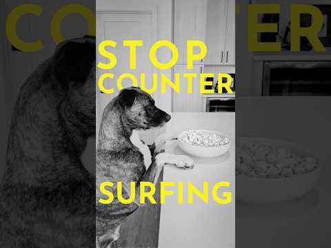 How to Teach Your Dog to Stop Stealing Food (Counter Surfing)  #dogtraining #puppytraining