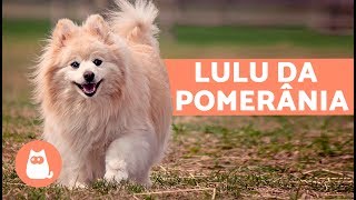 Lulu da Pomerânia - Características e cuidados