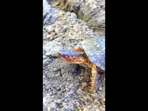 09OCT10 Little NC Box Turtle