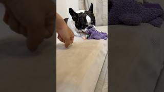 これは絶対渡さない！🐶💢新しいおもちゃを守り続けるフレブルの執念が凄い😂