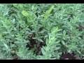 Hyssop herb: hyssop officinalis