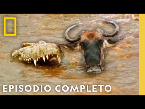 Ñus vs. Cocodrilos: Cruce Mortal | Viajes Salvajes | Nat Geo en Español
