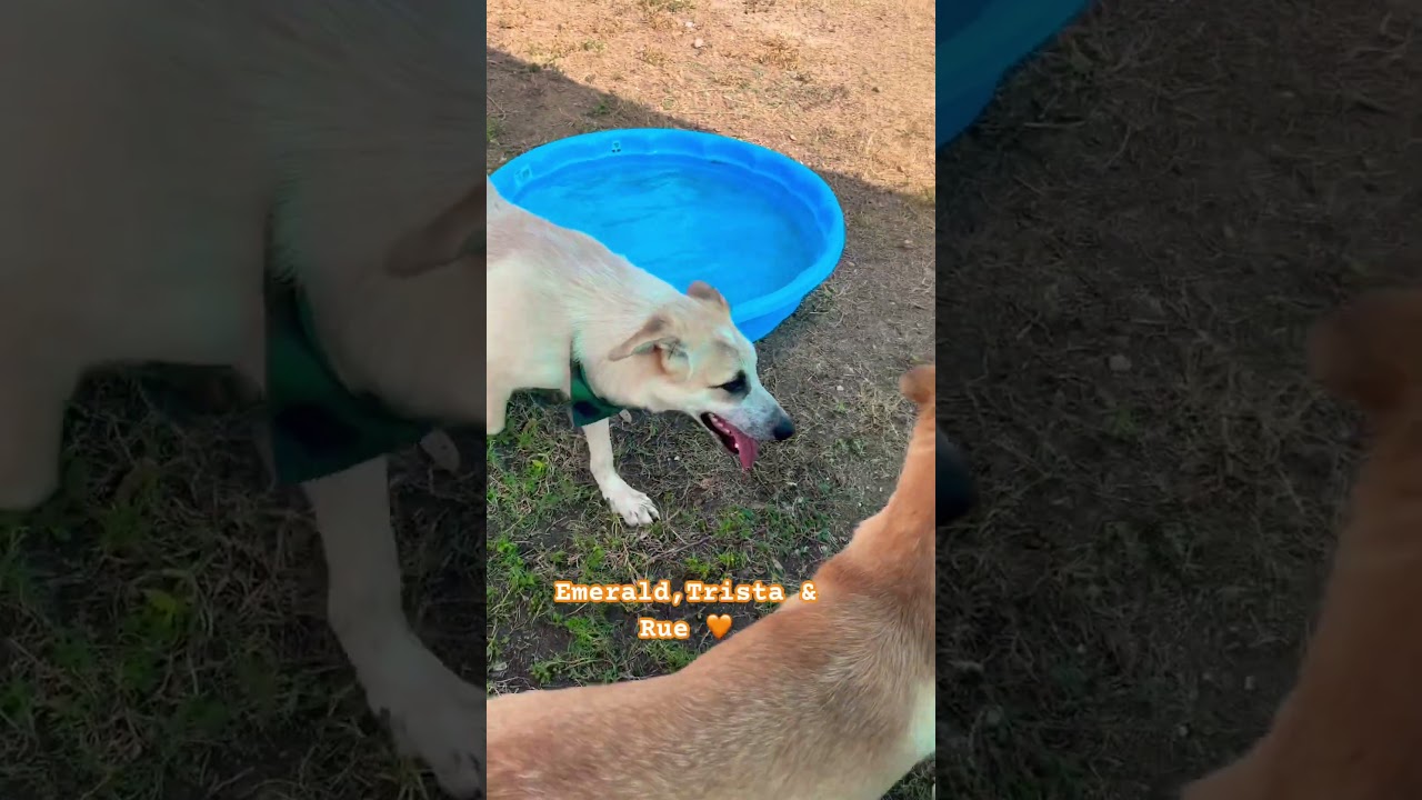 Enlarge Emerald, a ADOPTABLE mixed breed in Long Beach, NY video 5/5