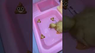 Download lagu INVITE UJANG TO SWIM🦆🐤💦 mp3