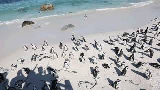 途中広告なし Penguins at Boulders beach