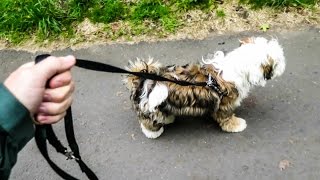 FLUFFBALL PUPPY WALKING!