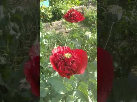 "Mis Sueños" Humberto 1° Santa Fe Argentina