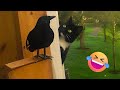 Bird Plays PEEK-A-BOO with Cat 😯 🤣 | FUNNIEST Pets of 2023!