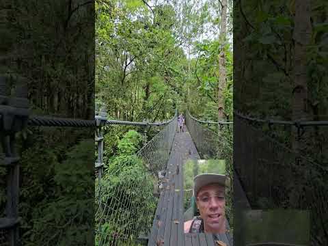 Sendero Los Quetzales, Parque Nacional Volcán Barú. Chiriquí, Panamá