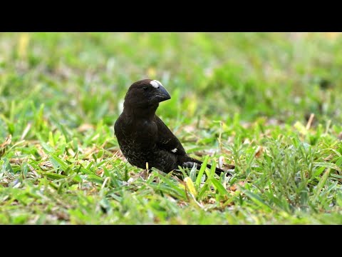 Zobanka hrubozobá (Amblyospiza albifrons) — správanie, biotop a hlas