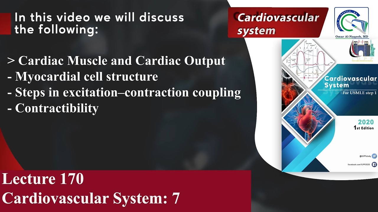 Myocardial cell structure | Steps in excitation–contraction coupling | Contractibility