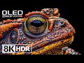 Amazing HDR 8K 60FPS Video With Dolby Vision 8k Hdr