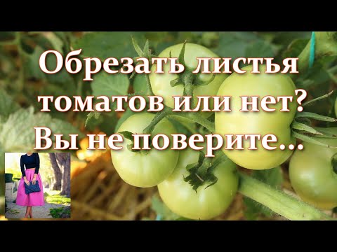 , title : 'Мало кто это знает. Как обрезать листья томатов в открытом грунте или теплице для хорошего урожая.'
