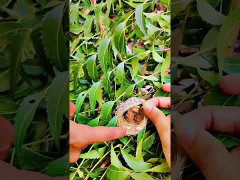 Hettavalu yaramma  hottavalu  yaramma #Hettavalu shorts#