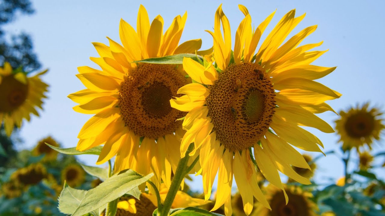 10 HOURS | TV WALLPAPER | SUNFLOWER