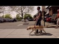Guide Dog At Work Video