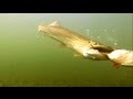 Fishing: best on youtube pike attacks on deadbaits ...