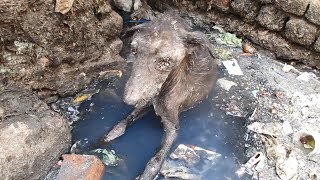 Rescue of heart-broken dog dying alone in sewage