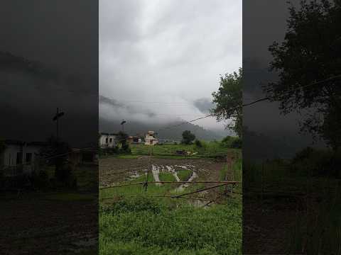 Silent Conversations #nature #shorts