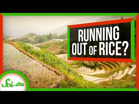 How We Could Prevent a Global Rice Shortage