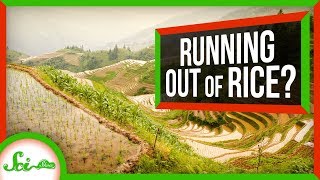 How We Could Prevent a Global Rice Shortage