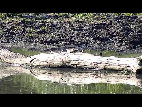 Djuma: Water Monitor Lizard - 16:10 - 04/24/20
