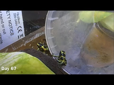 Dart Frog Breeding Guide: How to Breed, Egg Care, Tadpole Care, Froglet Care