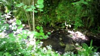 preview picture of video 'England 27-05-2010  Beekje bij Wookey Hole, Somerset. Brook by Wookey Hole, Somerset.'