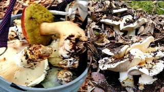 Ep.1 2/4 เก็บเห็ดผึ้งหวานและเห็ดมัทสึทาเกะในป่าเดียวกัน เห็ดเยอะจนล้นถัง 9/12/21