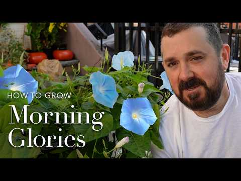 How to Grow Morning Glory Seeds | Gardening Tips from Seed to Bloom…