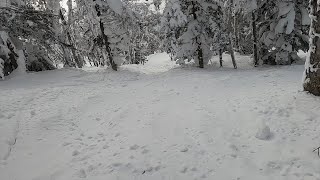 カムイスキーリンクスー２月の初日の森の中の状況調査(2025/2/18)