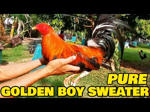 Pure Goldenboy Sweater Gilmore Hatch MDR FARM ILOILO - Best Farm Philippines