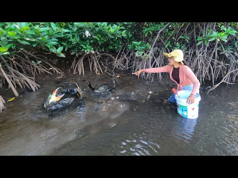Season Best Crab Catch - Massive Mud Crabs Found in Mangrove Forest