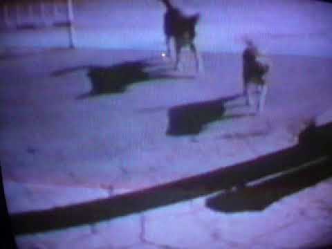 THE IBIZA STREET DOGS OF THE LATE SIXTIES.