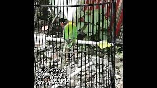 Download lagu Reog Lovebird Konslet Mangap Kepala Leher Badan Berputar mp3