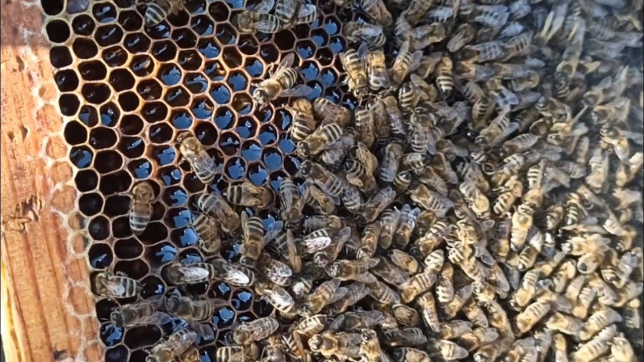 При какой температуре погибают медоносные пчелы?