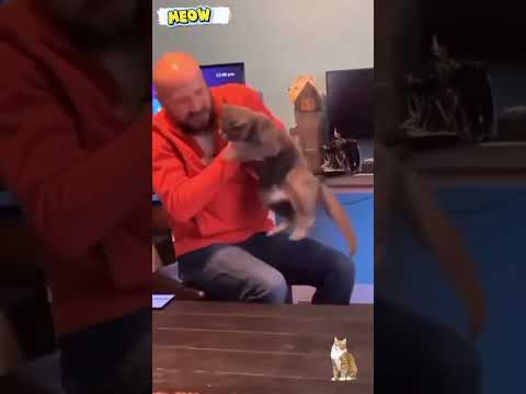 collection of cute cats part 4 #cat #kitten #funny #pets #catvideos 