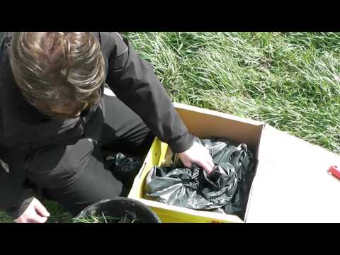 Video Versendung Ackerfuchsschwanz Pflanzen Sensitivitätstest, Resistenztest