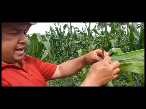Dicas para agricultores iniciantes