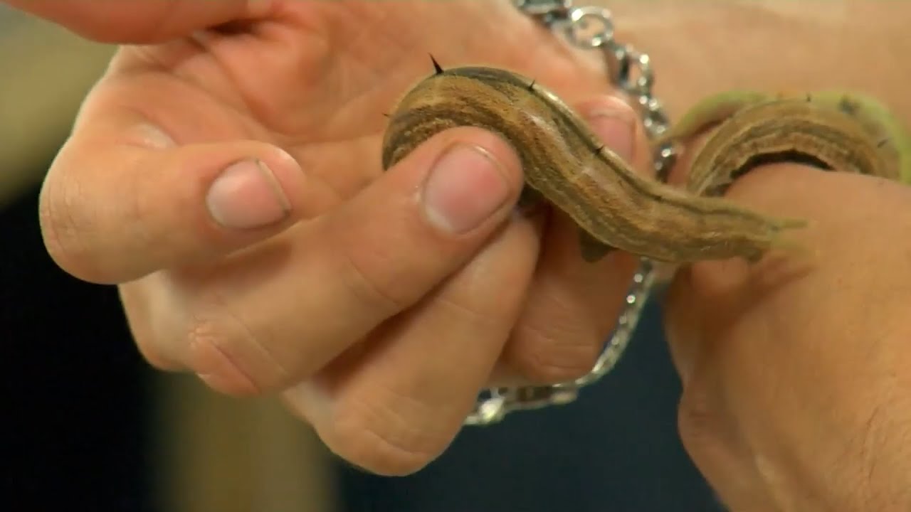ZOOCRÍA DE MARIPOSAS EN EL JARDÍN BOTÁNICO DEL QUINDÍO CAPITULO 2 – CALARCA   QUINDÍO