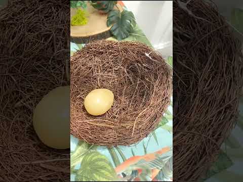 Lamees’s event in summer season 🔥🔥🔥🔥